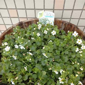 ステラ スノーストーム Proven Winners Pw ガーデニング 園芸 花苗 低木 多肉植物 花 植物