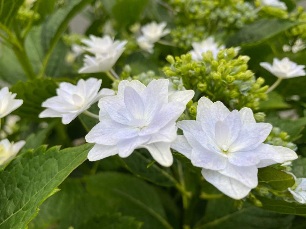 青い紫陽花前線 厚木市 隅田の花火 Greensnap グリーンスナップ