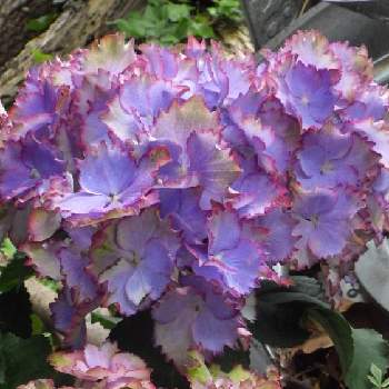 紫陽花 マジカル カラードリームの投稿画像一覧 Greensnap グリーンスナップ