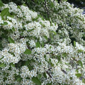 ピラカンサ,満開,花木,白い花,お出かけ先の画像
