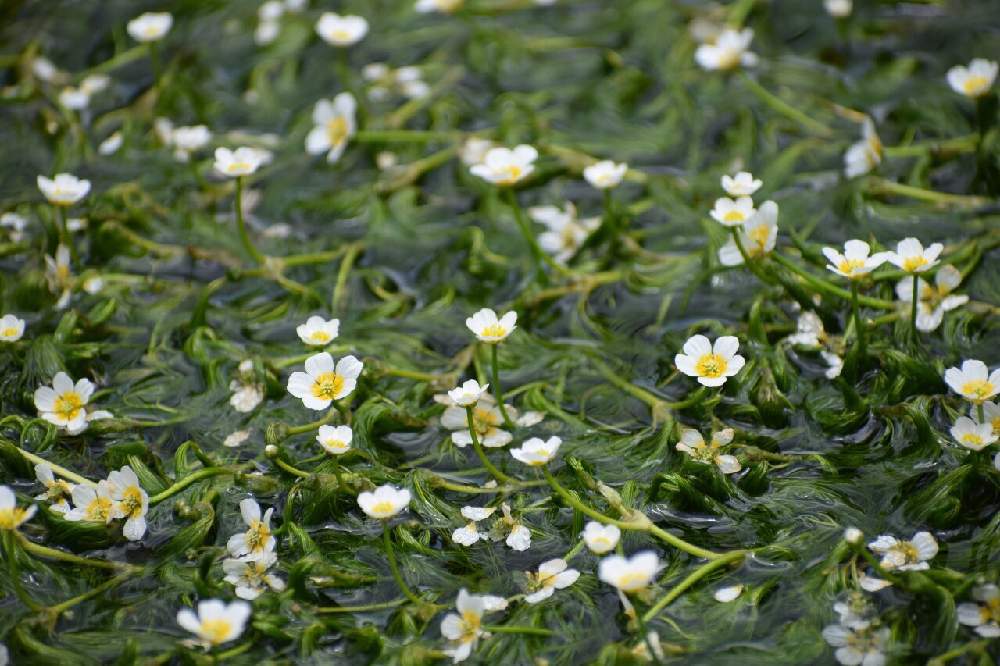 醒ヶ井の梅花藻 Greensnap グリーンスナップ