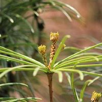 コウヤマキ 高野槙 の育て方 植え付け時期は 剪定や挿し木の方法は Greensnap グリーンスナップ コウヤマキ 高野槙 の育て方 植え付け時期は 剪定や挿し木の方法は Greensnap グリーンスナップ