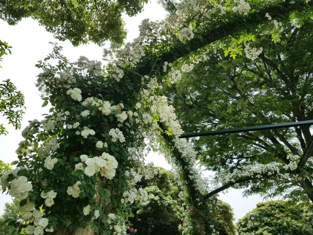 エリィさんの港の見える丘公園への投稿