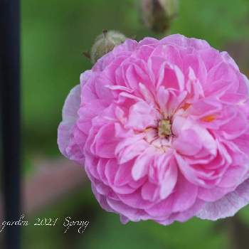 バラ ローラダボーの投稿画像一覧 Greensnap グリーンスナップ