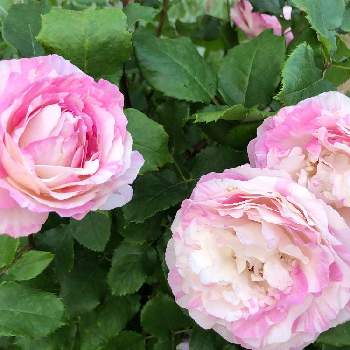 ビエドゥーの画像 by ラックスさん | 広い庭とビエドゥーと四季咲きとバラ♪とカップ咲と絞りとシュラブとトゲが多いと四季咲バラとピンクの薔薇と絞り模様の薔薇