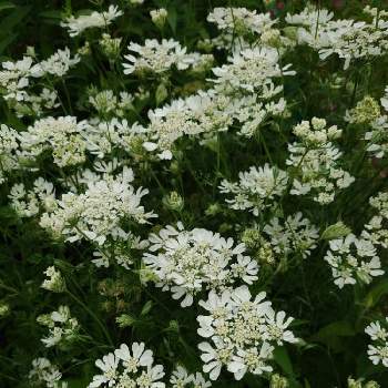 オルレア♪の画像 by クマキチバニラさん | お出かけ先と白い花と満開ですね❁ ❁と野に咲く花のようにとオルレア♪