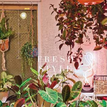 シンゴニウム ミルクコンフェッティの投稿画像一覧 Greensnap グリーンスナップ