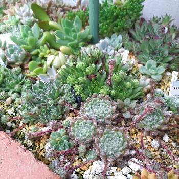 センペル花壇の投稿画像一覧 Greensnap グリーンスナップ