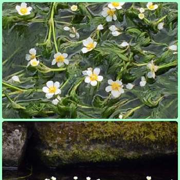 梅花藻の花の投稿画像一覧 Greensnap グリーンスナップ