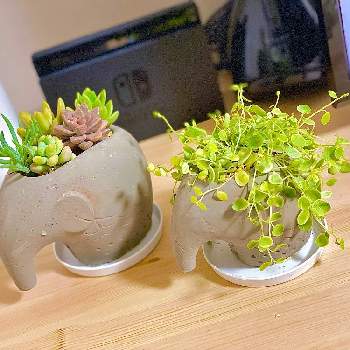 グリーンギャラリーガーデンの投稿画像一覧 Greensnap グリーンスナップ