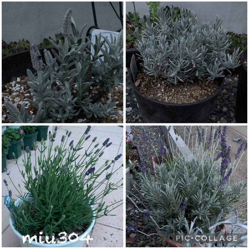 ラベンダーの香りの投稿画像 By Miu304さん ラベンダー とイングリッシュ ラベンダーとフレンチ ラベンダーとラベンダー シルバーサンド と ラベンダー大好きとシルバーリーフとラベンダーの香りとラベンダー とイングリッシュ ラベンダーとフレンチ ラベンダーと