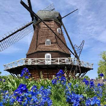 デルフィニウムの投稿画像一覧 Greensnap グリーンスナップ