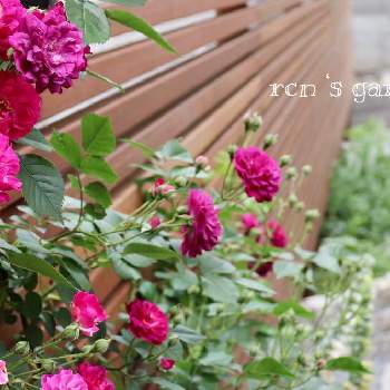 ブルー・マゼンタの画像 by rcnさん | 小さな庭とバラとブルー・マゼンタとブルーマジェンタとばら バラ 薔薇とウッドフェンスとバラのある暮らしと春の庭とつるバラとおうち園芸と南側庭