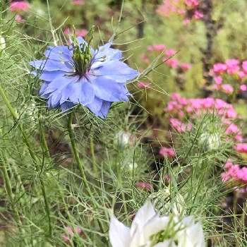 零れ種ニゲラの画像 by シンさん | 小さな庭と花のある暮らしと零れ種ニゲラ