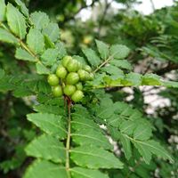 山椒の実,サンショウ,小さな庭の画像