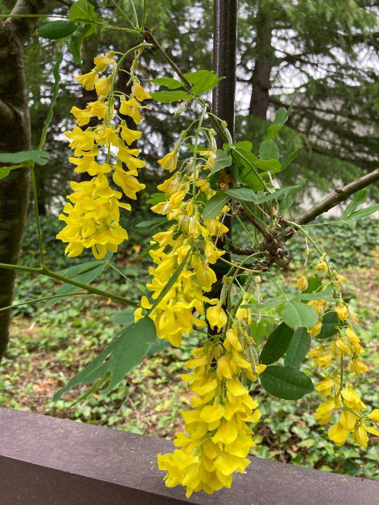 水戸市植物公園に行ってきました Greensnap グリーンスナップ