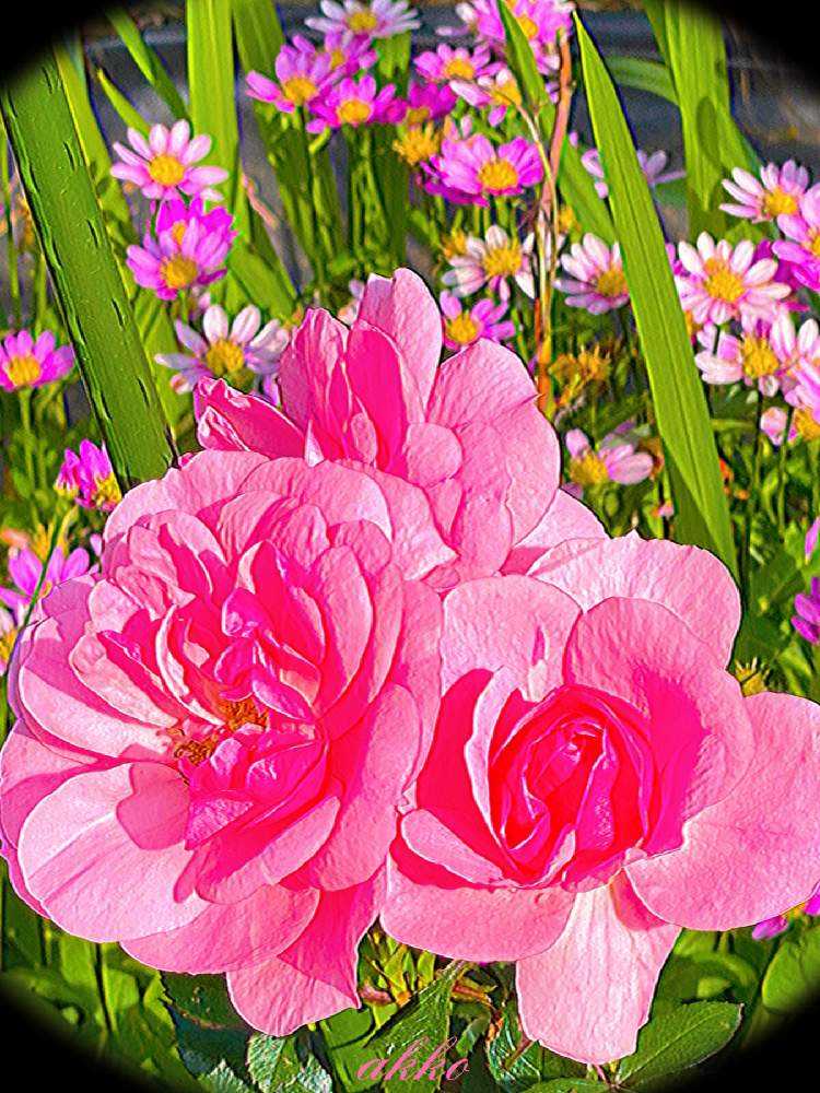 バラ ボニカの投稿画像 By ひみつのアッコちゃんさん 我が家の花畑 と可愛い花と花のある生活と美しい花と元気な花と薔薇のある喜びと大好きな花と花を見る喜びと私のお気に入りと地植えの花と加工アプリ使用と都忘れと我が家の花畑と可愛い花と花のある生活と美しい花