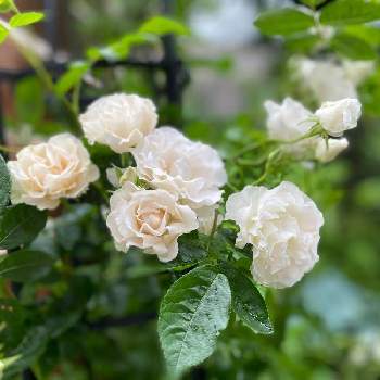 つるバラ サマースノーの画像 by あこさん | 小さな庭と薔薇♪と花のある暮らしとサマースノー♡とつるバラ サマースノー