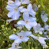 デルフィニウム,今日のお花,お出かけ先の画像