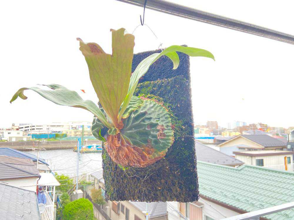 マダガスカリエンセ｜🍀GreenSnap（グリーンスナップ）