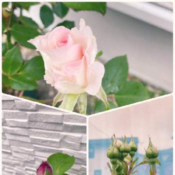 クラシックチュチュの画像 by まゆさん | 小さな庭とブルームーンとオデュッセイアとクラシックチュチュと去年お迎えとばら バラ 薔薇と冬越しと欲しかった植物とバラの家とおうち園芸と自慢のバラ_2021