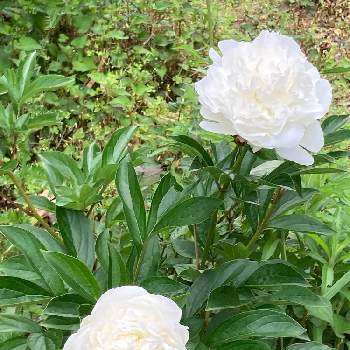 ボタン科ボタン属の投稿画像一覧 Greensnap グリーンスナップ