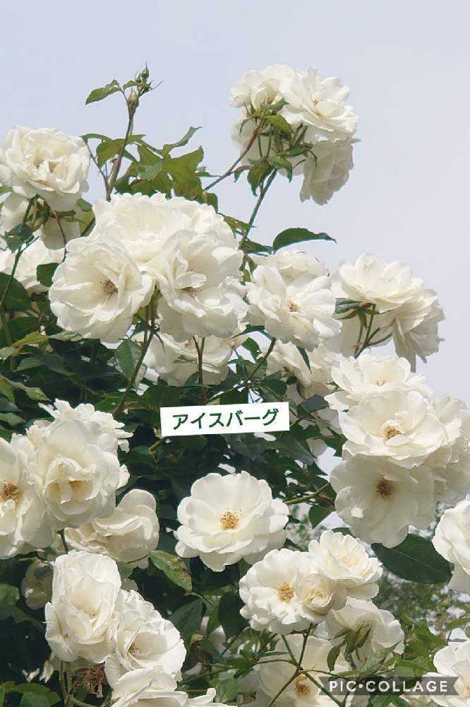 2021春薔薇…五ヶ村堀緑地①【追記】あり｜🍀GreenSnap（グリーンスナップ）