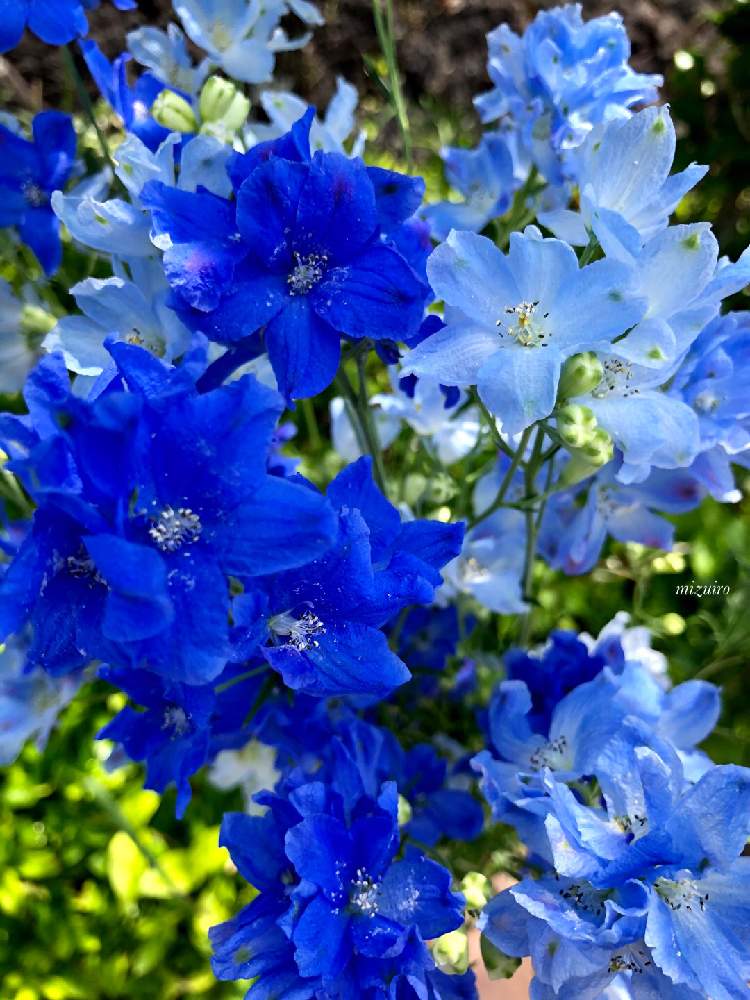 デルフィニウムの投稿画像 By みずいろさん お出かけ先と青色と青の妖精と青い花ときれいと今日のお花と綺麗と デルフィニウムと花のある暮らしと青色と青の妖精と青い花ときれいと今日のお花と綺麗と デルフィニウムと花のある暮らし 21月5月17日 Greensnap