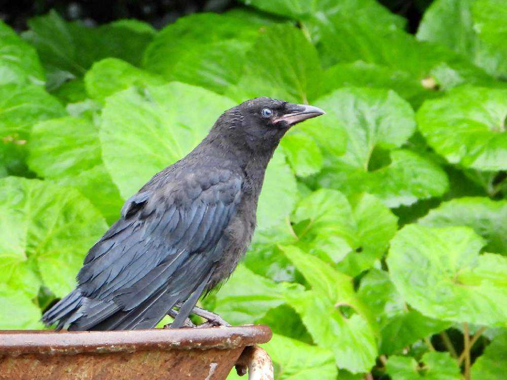 夏の季語6 Greensnap グリーンスナップ