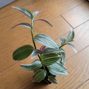 トラディスカンティア,100均観葉植物,部屋の画像