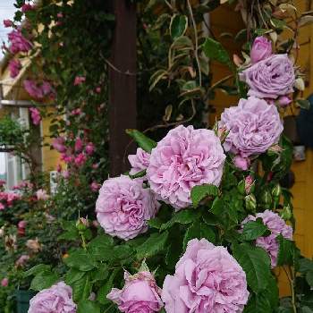 ルシエルブルー❤の画像 by ＹＵＭＩＫＯさん | 小さな庭と私の癒し♡と幸せ♡とルシエルブルー❤と薔薇愛同盟と花が好き❤とおうち園芸とお花に癒されてと植中毒と2021 GSでバラ園とたまらない♥️と2021 YUMIKO薔薇と花のある暮らしと大好き♡︎ʾʾとかわいいな♡といい色♡