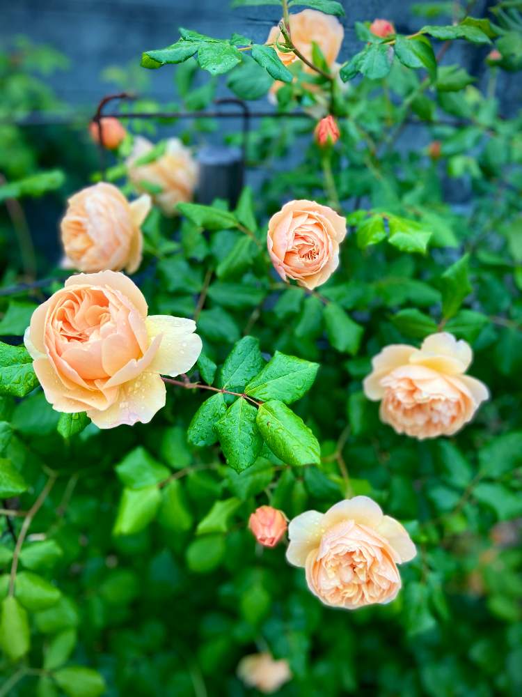 の画像 by あっこさんさん | 自慢のバラ_2021とばら バラ 薔薇と薔薇に魅せられてと古住居とワイルドガーデンと開花までワクワク（＾Ｏ＾☆♪とバラ  ロアルド・ダールと２０２０年５月同期