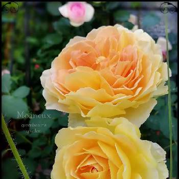 モリニューの画像 by greenbear*さん | 小さな庭とバラとモリニューと自慢のバラ_2021とばら バラ 薔薇と薔薇愛同盟とデビッドオースチンと薔薇に魅せられてとバラ大好きと薔薇のある暮らし♡とバラ 鉢植えとバラ好きさんと繋がりたいと2021 greenbear*'s Rosesとイングリッシュガーデンに憧れてと2021 GSでバラ園とイングリッシュ・ローズと香りの良いバラとHow many いい顔と成長記録と花のある暮らしとかわいいな♡とロザリアンといい香り♡