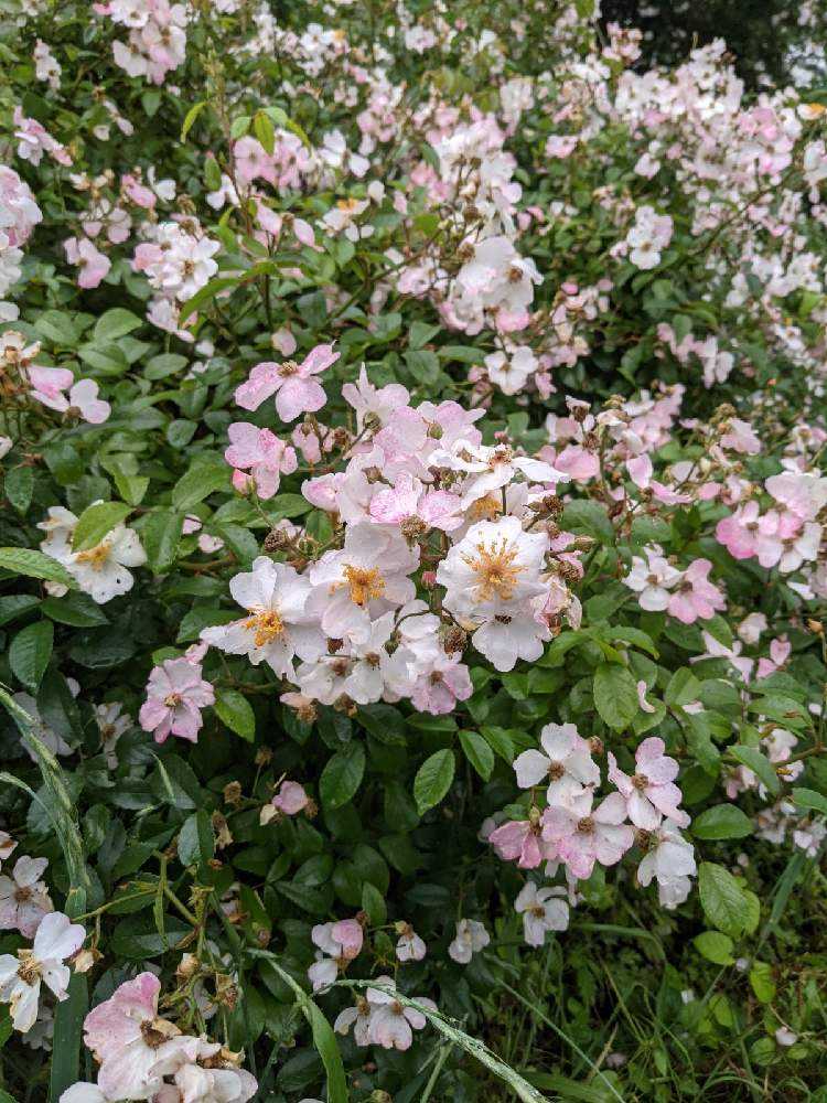 香りモッコウバラ Greensnap グリーンスナップ