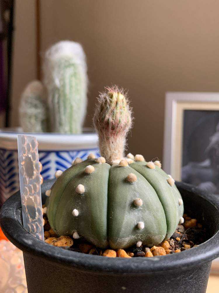 □アストロフィツム 王冠瑠璃兜 サボテン100 サボテン、多肉植物 アストロフィツム 王冠瑠璃兜