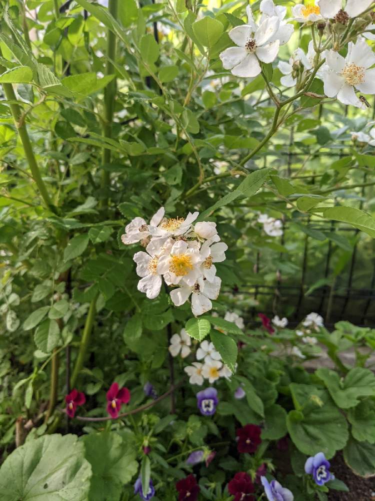 香りモッコウバラ Greensnap グリーンスナップ