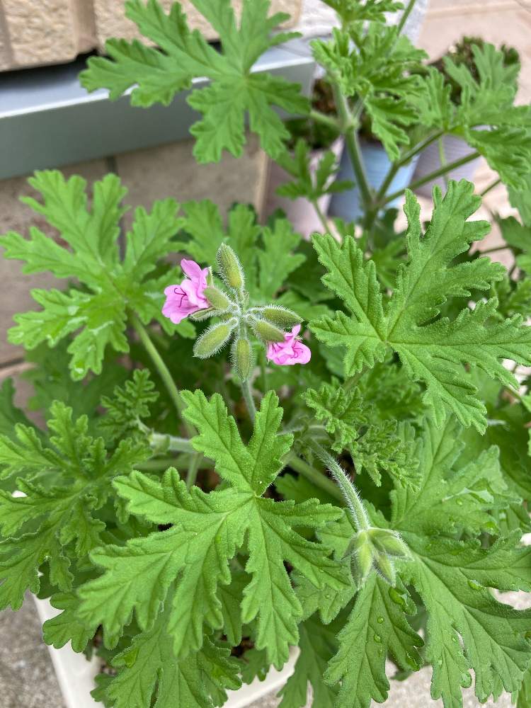 ローズゼラニウムの投稿画像 By Mariさん 蚊連草と多肉超初心者とおうち園芸と育児の合間にと園芸初心者と多肉初心者 21月5月17日 Greensnap グリーンスナップ