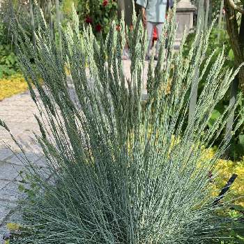 フェスツカ グラウカの投稿画像一覧 Greensnap グリーンスナップ