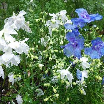 お気に入り……の画像 by monchanさん | 小さな庭とデルフィニウムと青色と今日のお花♡とお気に入り……と清涼感とお家園芸と白色