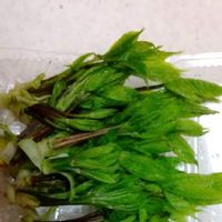 コシアブラの育て方 苗の植え付けや種まきの時期は 栽培はむずかしい Greensnap グリーンスナップ コシアブラの育て方 苗の植え付けや種まきの時期は 栽培はむずかしい Greensnap グリーンスナップ