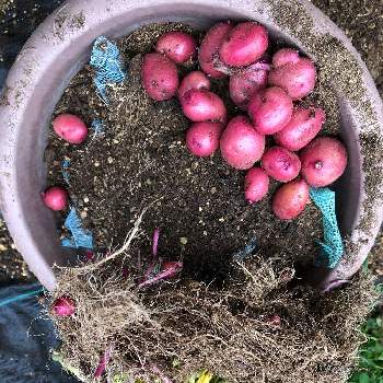 馬鈴薯　レッドムーンの画像 by ジョーですさん | 小さな庭と馬鈴薯　レッドムーンとたねからの幸せと今日の収穫　( )とその後　( )と小さな畑_2021と家庭菜園奮闘日記