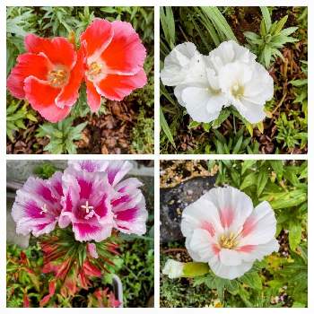 ゴデチヤの花たちの画像 by 春の薔薇さん | 広い庭とお花❣大好き❣️と花のある庭❣とゴデチヤの花たち