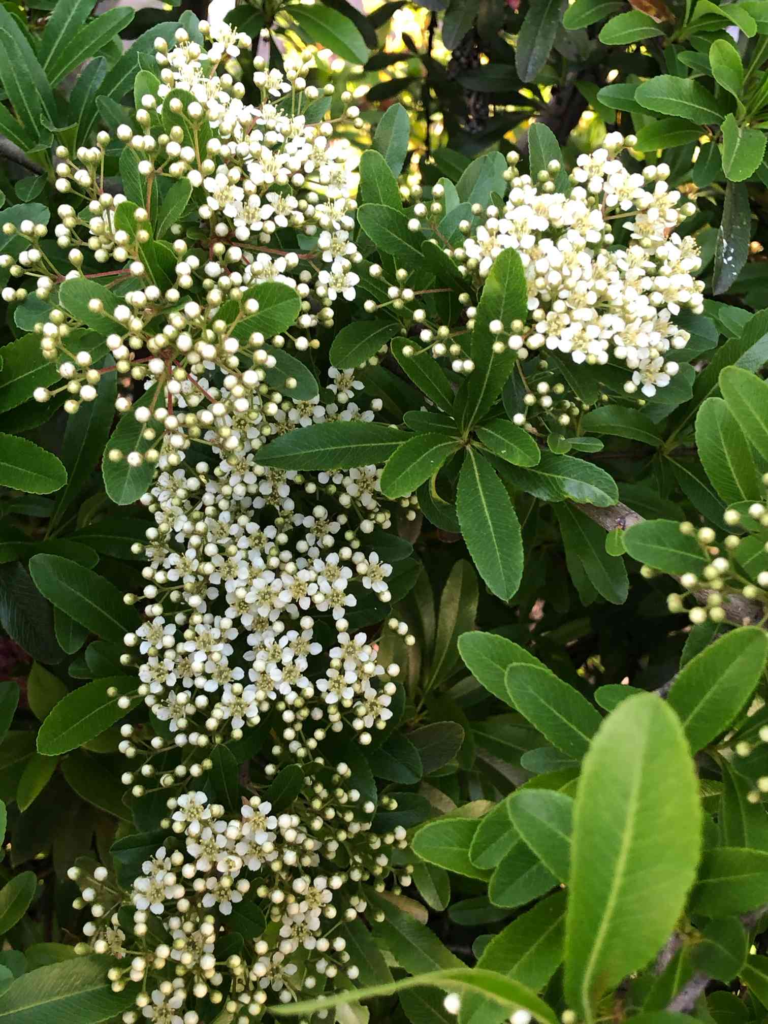 つぶつぶしていて可愛い…略してつぶ可愛い｜🍀GreenSnap（グリーン