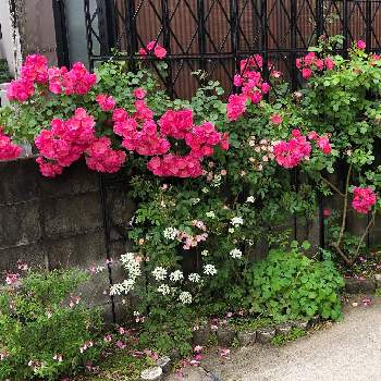 薔薇　アンジェラの画像 by きみこさん | アプローチとオルレアと薔薇　アンジェラと薔薇　バレリーナと自慢のバラ_2021と満開❣️と週末ガーデナーとバラのある暮らしとめざせ❣️ローメンテナンスで綺麗な庭と季節のお花と花のある暮らしとバラ・ミニバラ
