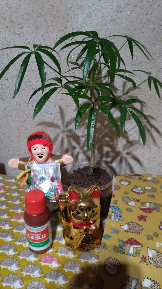 １００均 の投稿画像 By Jazzさん シェフレラと水耕栽培中とメネデールと 観葉植物 とシェフレラ アンガスティフォーリア 21月5月17日 Greensnap グリーンスナップ