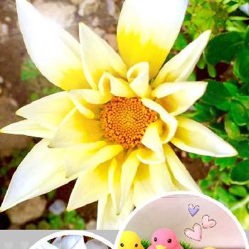 黄色い花♥︎∗*ﾟの画像 by coral pinkさん | 小さな庭と超巨大輪ガザニア　ガズーといつもありがとう❣️と黄色い花♥︎∗*ﾟとおうち園芸❀とこんばんは❤️とビタミンカラー✨とみんな大好き♡とアヒル隊と宿根ガザニアとガザニア・ガズーとガザニア❁