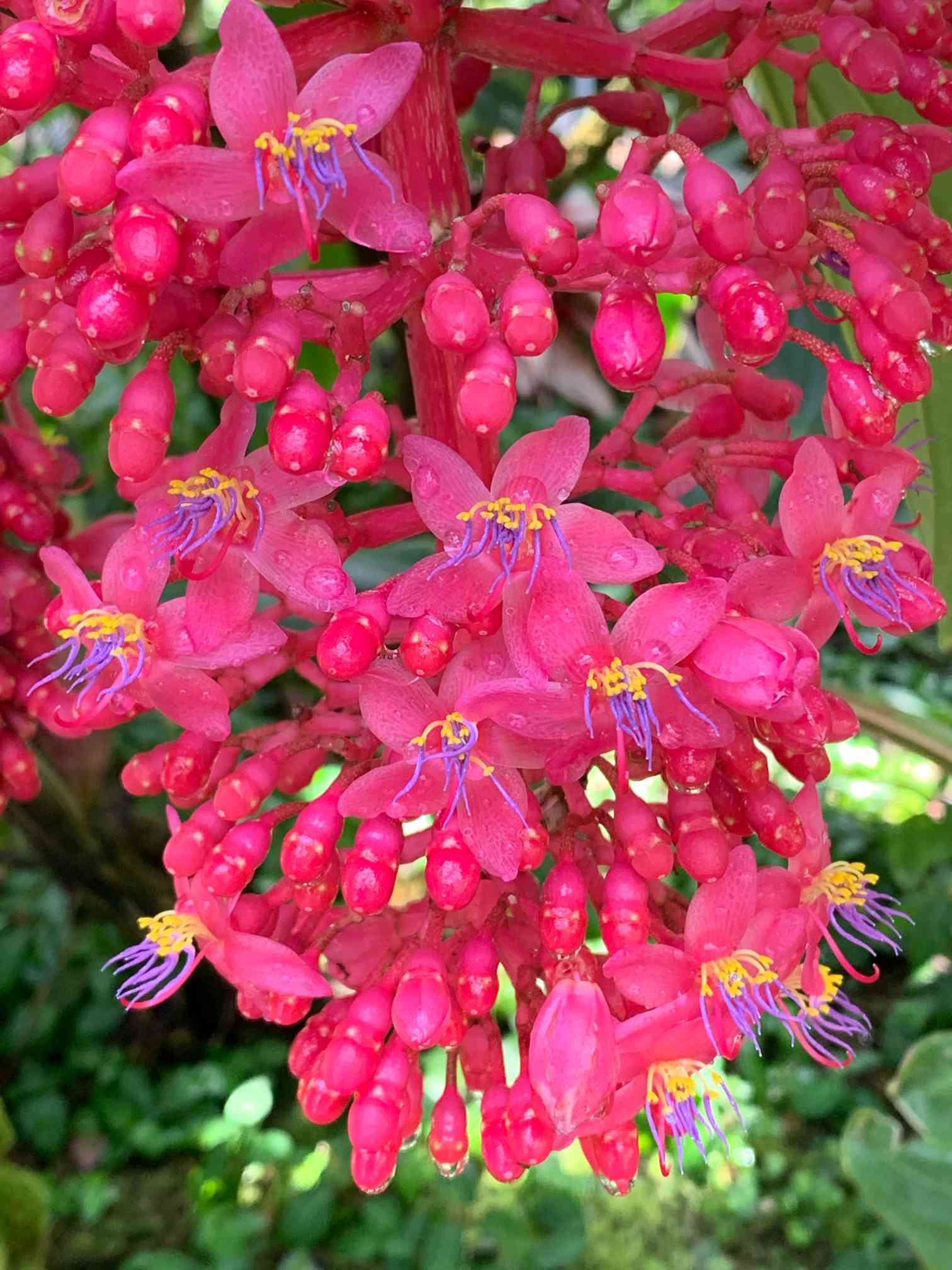 メディニラ火の鳥　　大苗蕾あり メディニラ 火の鳥の一覧｜🍀GreenSnap（グリーンスナップ）