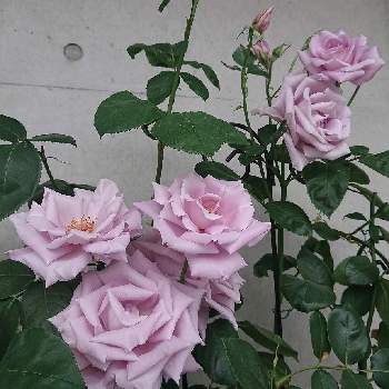 つるブルームーンの画像 by Mari_catさん | 玄関とバラ 鉢植えとつるバラとばら バラ 薔薇とつるブルームーン