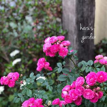 ピンクグリーンアイス バラの投稿画像一覧 Greensnap グリーンスナップ