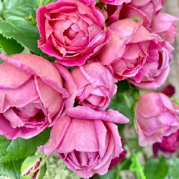 マイスタージンガー バラの画像 by wakoさん | バラと薔薇とマイスタージンガー バラと自慢のバラ_2021と強香とばら バラ 薔薇と薔薇愛同盟とバラのある暮らしと香りの良いバラとアップルローゼスと花のある暮らしとバラ・ミニバラ